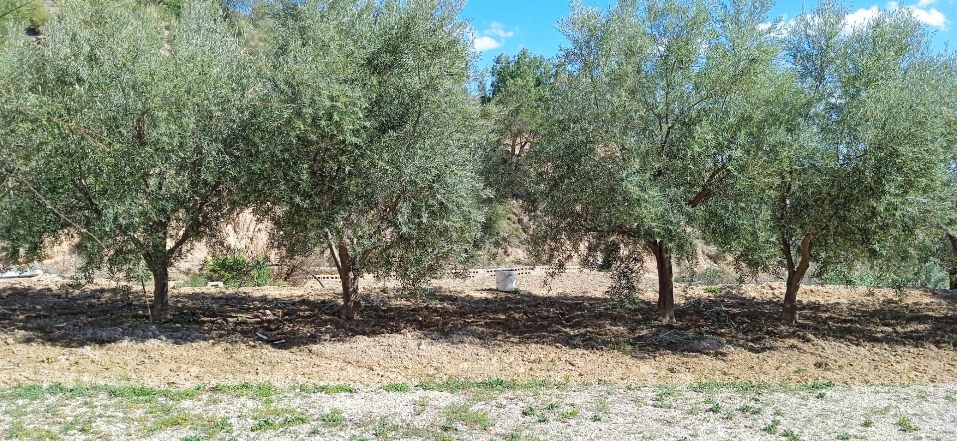 Villa en Crevillente